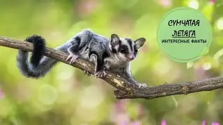 СУМЧАТАЯ ЛЕТЯГА🦘/Не птица, а летающий зверь🦘🐛🦘