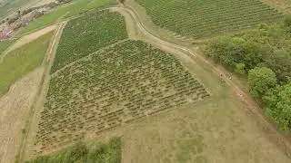Flying over vineyards - FPV Flight