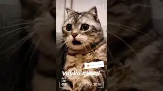 Киці-киці-киці #Киці #VUYKO # @Vuyko.Show_Music