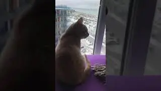#74 cats so cold from snow ❄️🥶🥶, #หิมะตก #หนาวที่สุดครับ 😻