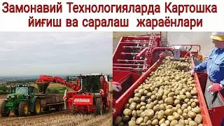 Картошкани Замонавий йиғиш ва саралаш жараёнлари