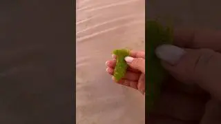 Вот такая зелёная вата 😁 живёт в Анапе 🏖