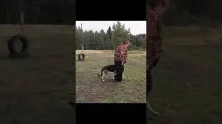 Питомник "Дар с Утёсов Камы"