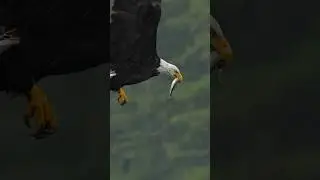 Bald eagle swallows fish whole while flying in the rain. #baldeagle