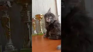 Вирджиния Дель Радуга, 1,5 мес