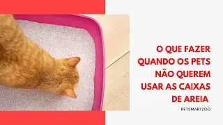 O Que Fazer Quando os Pets Não Querem Usar as Caixas de Areia