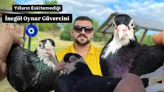 MİLLİ SERVETİMİZ OYNAR GÜVERCİNİ  ( İNEGÖL YAŞMAKLISI )