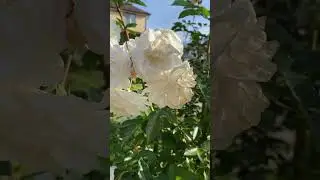 Розы в сентябре #дачныйдневник #flowers #розы