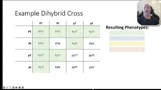 Inheritance part 1- Punnet squares for monohybrid and dihybrid crosses