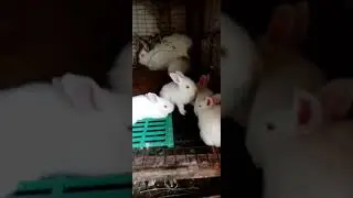 Крольчата от крола Хиколь.