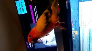 Phoenix and the beep beeps
