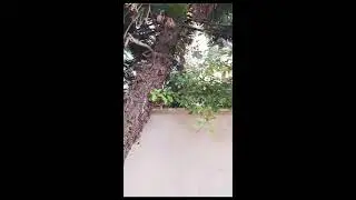 ריסוס בחצר נגד כנימות - 055-937-8507 - המדביר שמציל