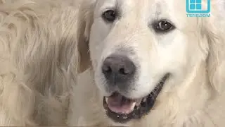 Test.tv: Everything for animals. The Golden Retriever is the most popular breed in the world.