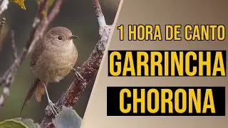 Canto da garrincha-chorona