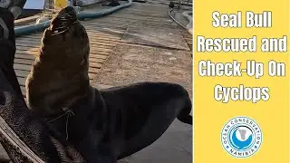 Seal Bull Rescued and Check-Up On Cyclops