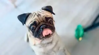 Pug is Addicted to Popcorn