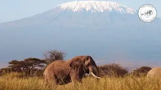 SWT 2020: Saving Wild Lives - Securing Wild Spaces | Sheldrick Trust