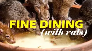 Rats who eat together, squeak together