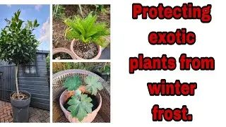 Protecting exotic plants for the winter