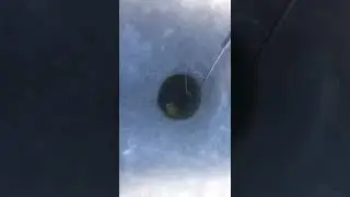 Ловля щуки "Два в одном"
