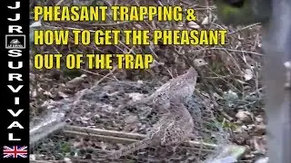 Catching Pheasants