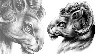 GOAT | drawing process (timelapse)