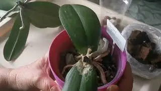 Фаленопсис Пожар. Решила снять макушку и..