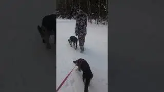 Всероссийская гонка на собаках.(1)