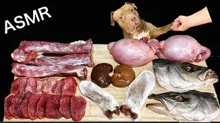 Best ASMR Dog in The World