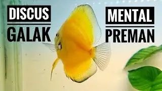 Discus Golden Galak kaya Preman