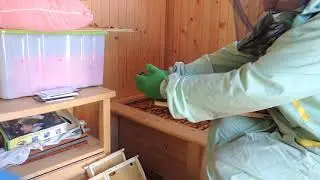 ПОЧЕМУ ПЧЁЛЫ ГРЫЗУТ ВОЩИНУ