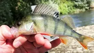 Ab ans Wasser: Feierabendsession - Barsche zocken mit schönem Beifang!