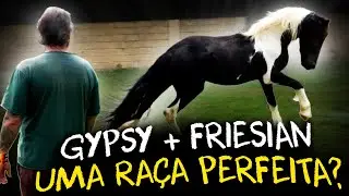 GYPSIAN, O INCRÍVEL CRUZAMENTO DO GYPSY COM O FRIESIAN!