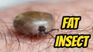 Can an insect be FAT?