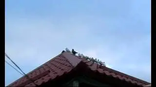 04 01 2014г Посадка первых