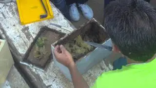 Manejo meliponíneos 4/14