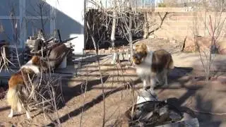 Two Collies Playing In The Yard