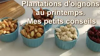 Comment planter et cultiver d'oignons au printemps. Mes petits conseils