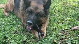 We Tested This Bacon Dog Toy on an Aggressive Chewer!