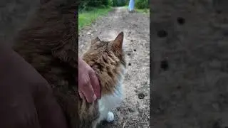 The forest animals drove the cat and me out of the forest.