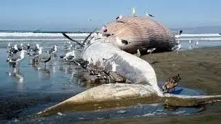 Top 50 Biggest Animals in the World