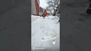 Супер МИНИ девочка шпица 