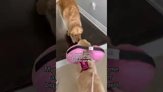 Puppy is home from surgery, reunited with her sister 🥹#dogshorts #puppy #puppies #goldenretriever