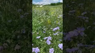За ягодой