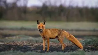 Можжевеловое урочище 