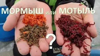 Mormysh on the 