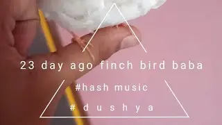 23 day ago of finch baby #short