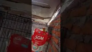 Ngintip sedang wik wik 1