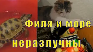 ФИЛЬКУ И МОРЕ НЕЛЬЗЯ РАЗЛУЧИТЬ