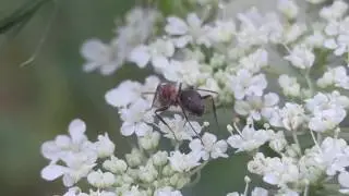 Муравей